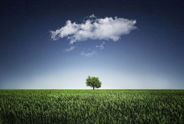 Tree in a field with cloud over the top